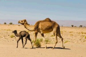 Morocco Travel Guide