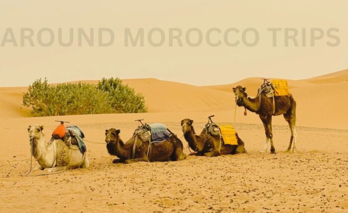 2 days tour Marrakech to Fes desert tirp