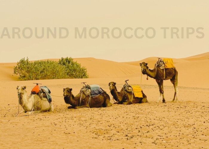 2 days tour Marrakech to Fes desert tirp